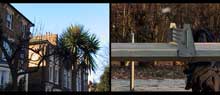 palm trees of hackney von christina ciupke